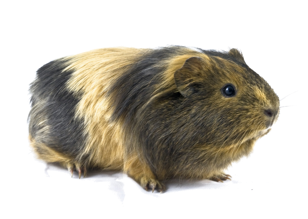 Small Animal Grooming In Huddersfield