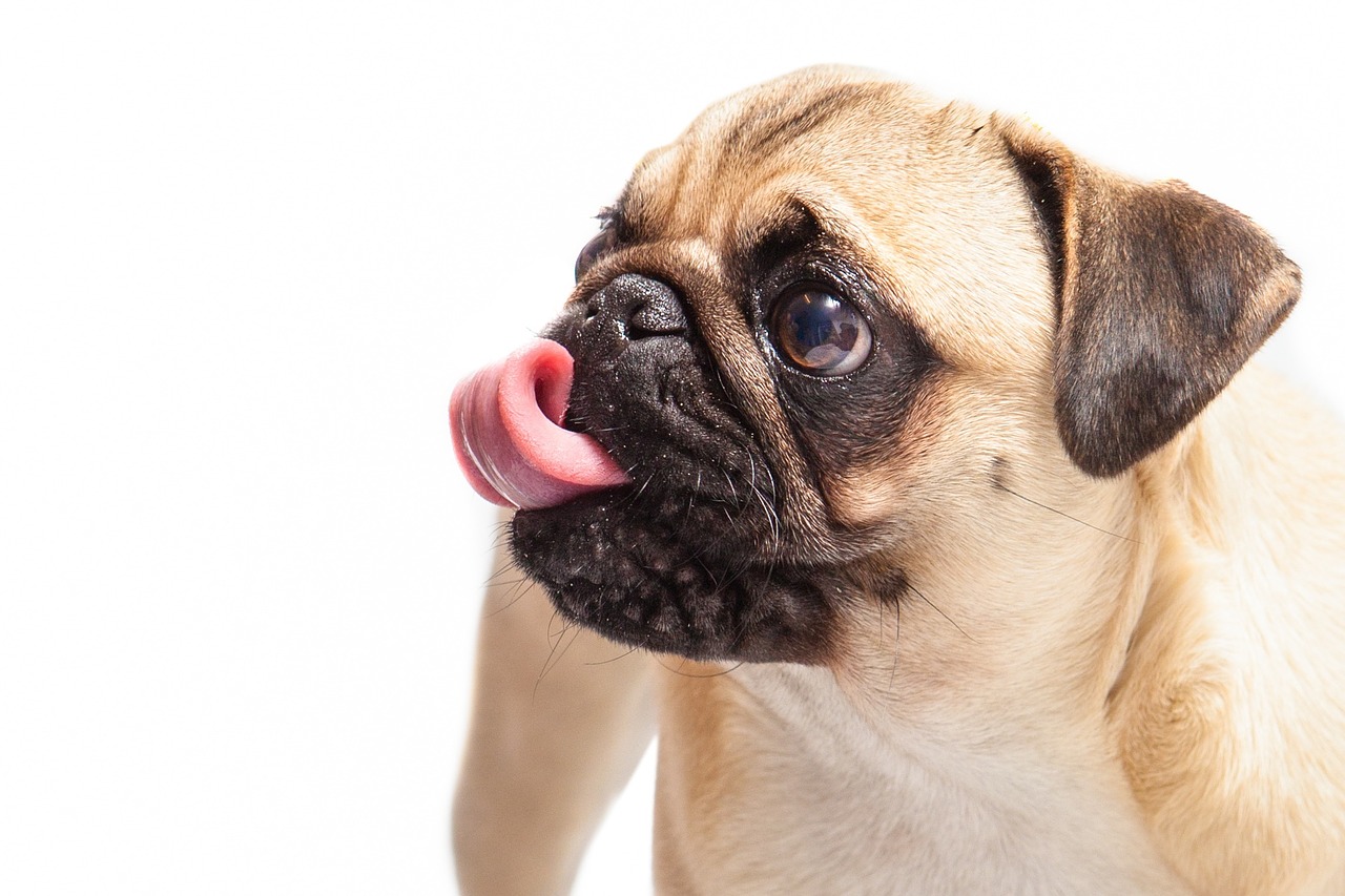 Dog Grooming Huddersfield AV Purrfect Pets
