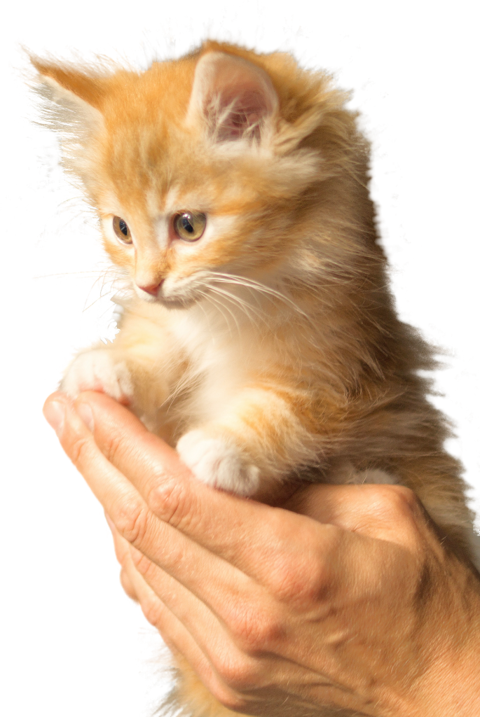 About Us AV Purrfect Pet Salon And Spa Huddersfield